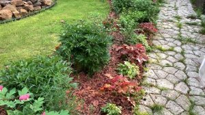 КАК МУЛЬЧИРОВАТЬ ГОРТЕНЗИЮ  метод  не быстрый, но резу?