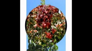 ГРУША  (PYRUS)  сем. Розоцветные