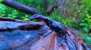 Как живет Жук Олень? Захватывающий мир насекомых.