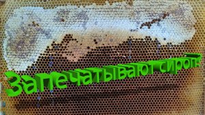 Пчелы запечатывают сироп? Объясняет Кашковский