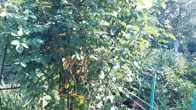 Жара Паутинный клещ- что делать? смотреть онлайн