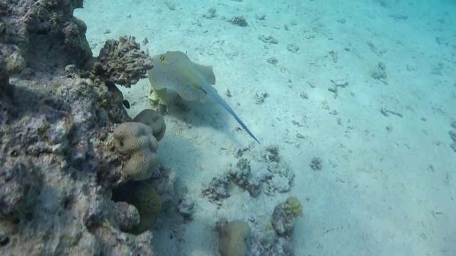 Удивительные обитатели морей и океанов - Развивающие про животных для детей смотреть онлайн