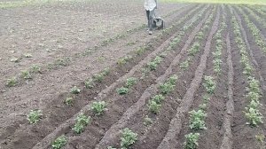 🛠️ Дисковый окучник своими руками. Окучник самодель?