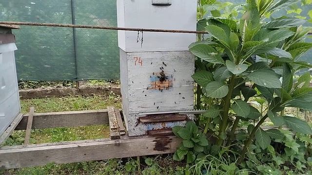 Метод Лонина реальность и планы#пасека#пчёлы смотреть онлайн