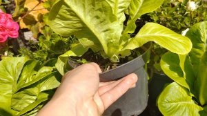 Кочанный салат Little Gem.  Выращивание в горшках.