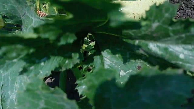 Кабачок Карізма F1