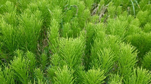 Хвощ полевой (Equisetum Arvense L.)