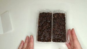 Как сеять семена Глоксиний и Стрептокарпусов