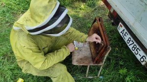 Пчеловодство.Бакфаст. Новый материал бакфаст на пасек