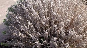 Лаванда. Весенний уход. Не выносите ей смертельный при