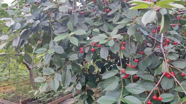 Вишня почти готова и шелковица смотреть онлайн