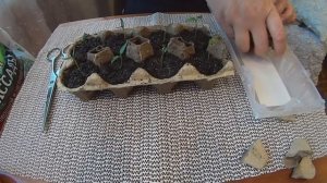 Как посадить рассаду в упаковку из под яиц. ПЕРЕСАДКА ?