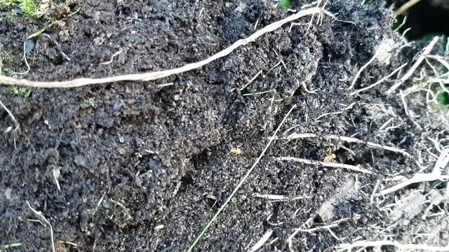 МУРАВЬИ УНИЧТОЖЕНЫ БЕЗ ЯДОВ НА ЯГОДАХ КНЯЖЕНИКИ ОБЫКН смотреть онлайн