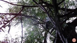 Ловим пчёл в Западной Сибири