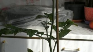 Черенкование рассады томатов