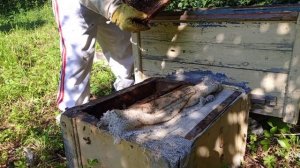 Ловля роев. Поймал рой. Пересаживаю🍯🐝🍯🐝🍯🐝