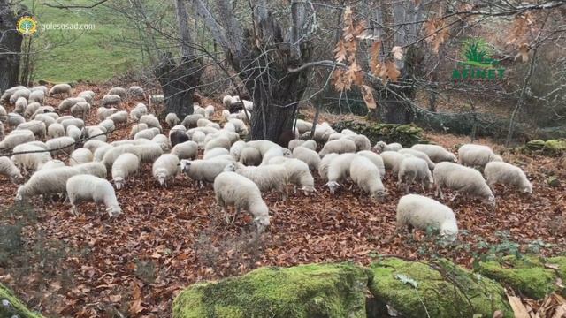Агролесоводство в Европе! Точка зрения фермеров. смотреть онлайн