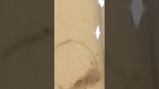 13-ти дневный сом альбинос смотреть онлайн