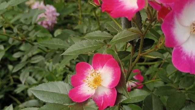 РОЗА Букаву Неубиваемая и ароматная #short #сортароз #мус