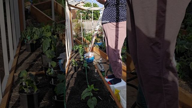 Высадка ОГУРЦОВ. Удобрения и ПОДВЯЗКА. смотреть онлайн