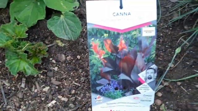 Мой французский огород в конце июня 2024 года и мои цвет? смотреть онлайн