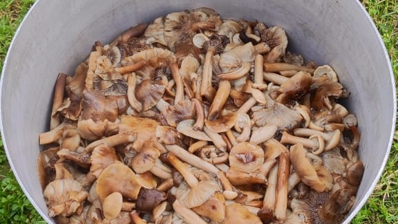 Опята. Последний сбор. смотреть онлайн