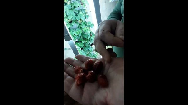 Вертикальная гидропонная установка. смотреть онлайн