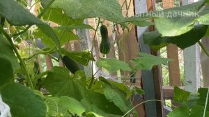 Китайский метод моего деда - Огурцы прут без остановки