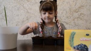 Выращиваем финики из косточек