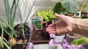 Огород на подоконнике. Зимний огород. Что можно выраст