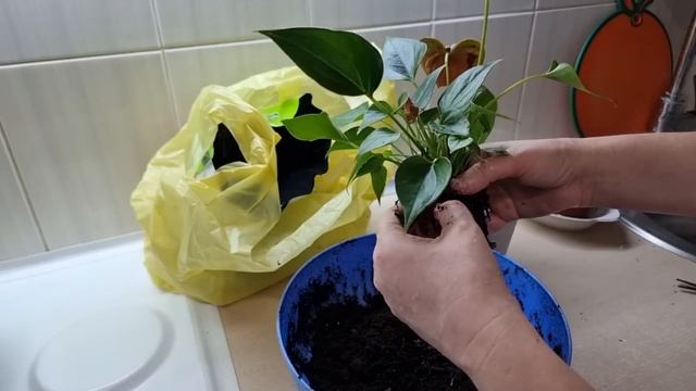 Выживший! Единственный цветок в моей квартире) Урожай