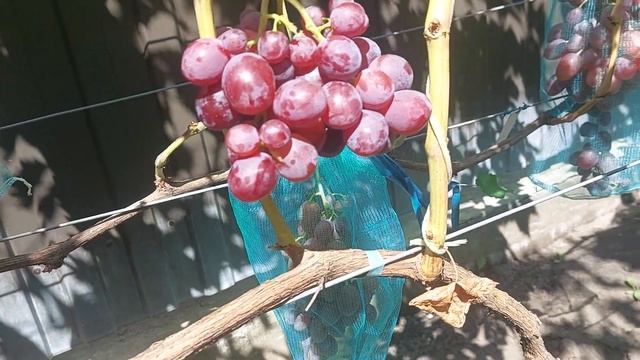 Фантазер ,Красная шапочка ,  Квазар , Ламбада