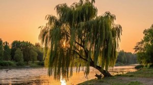 Гнётся ива - Песня в моём исполнении