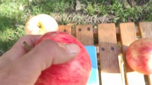 Яблоня ДжонаГолд/Jonagold