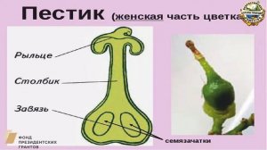 Половое Размножение растений
