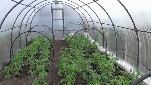 ГОТОВА ВТОРАЯ ТЕПЛИЦА ТОМАТОВ смотреть онлайн