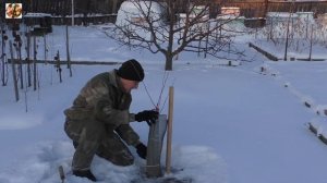 Три способа защиты яблонь от грызунов.