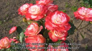 Роза Юбилей принца Монако