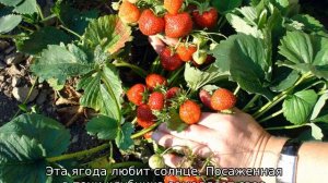 Не цветет клубника, что делать