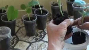 Правила прививки арбуза на тыкву