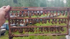 Пчеловодам на заметку: как я вывожу маток с Джентерски