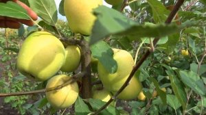 Яблоня РОЗМАРИН БЕЛЫЙ: классический итальянский сорт