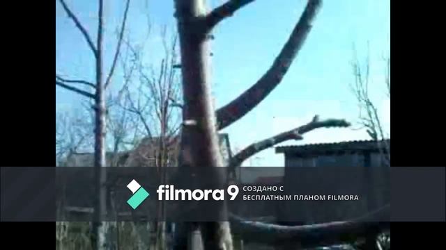 прививка яблоня