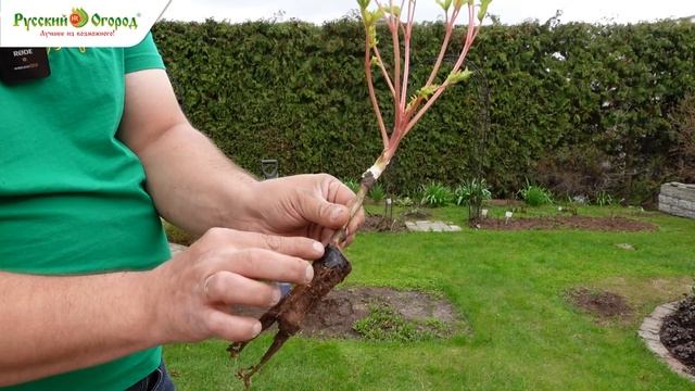 САМОЕ ВРЕМЯ ДЛЯ ПИОНОВ!  Сажаем пионы. Краткий ликбез.
