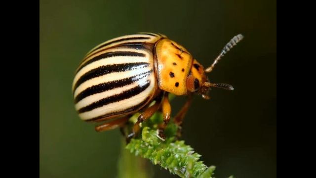 Что будет, если не будет насекомых смотреть онлайн