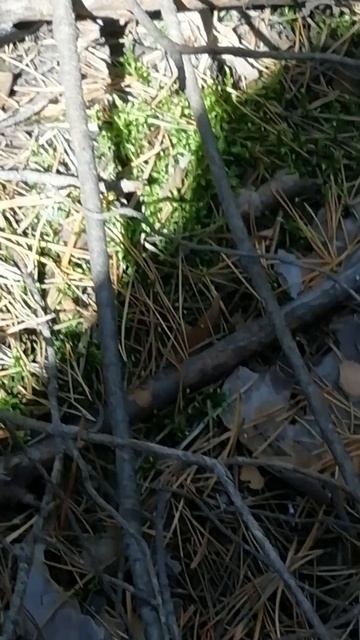 Поход в бор!!!