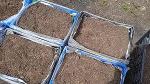 Посев зелени в ящики в июле.