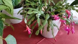 Цветущие КОМНАТНЫЕ РАСТЕНИЯ моей КУХНИ. СпАтИфИлЛуМы,