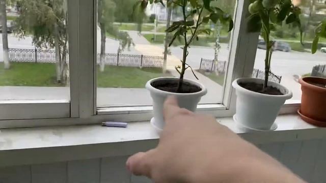 ОГОРОД НА БАЛКОНЕ 3 #16||ИЗМЕНЕНИЯ НА 18.08.2020||СЕЗОН ПОТИХО