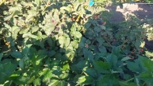 Ежевика Кэддо